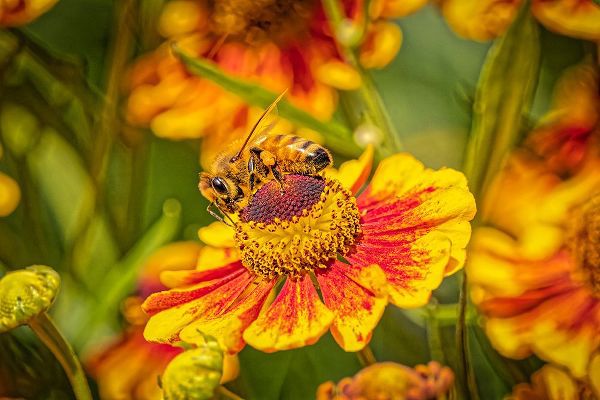 Jaynes Gallery 아티스트의 USA-Colorado-Fort Collins Honey bee on coreopsis flower작품입니다.